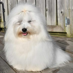 Toto2